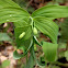 Smooth Solomon's Seal