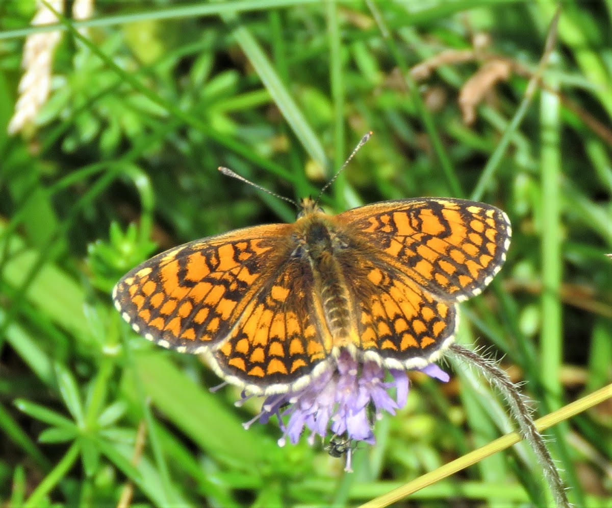 Meadow Fritillary