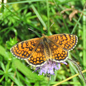 Meadow Fritillary