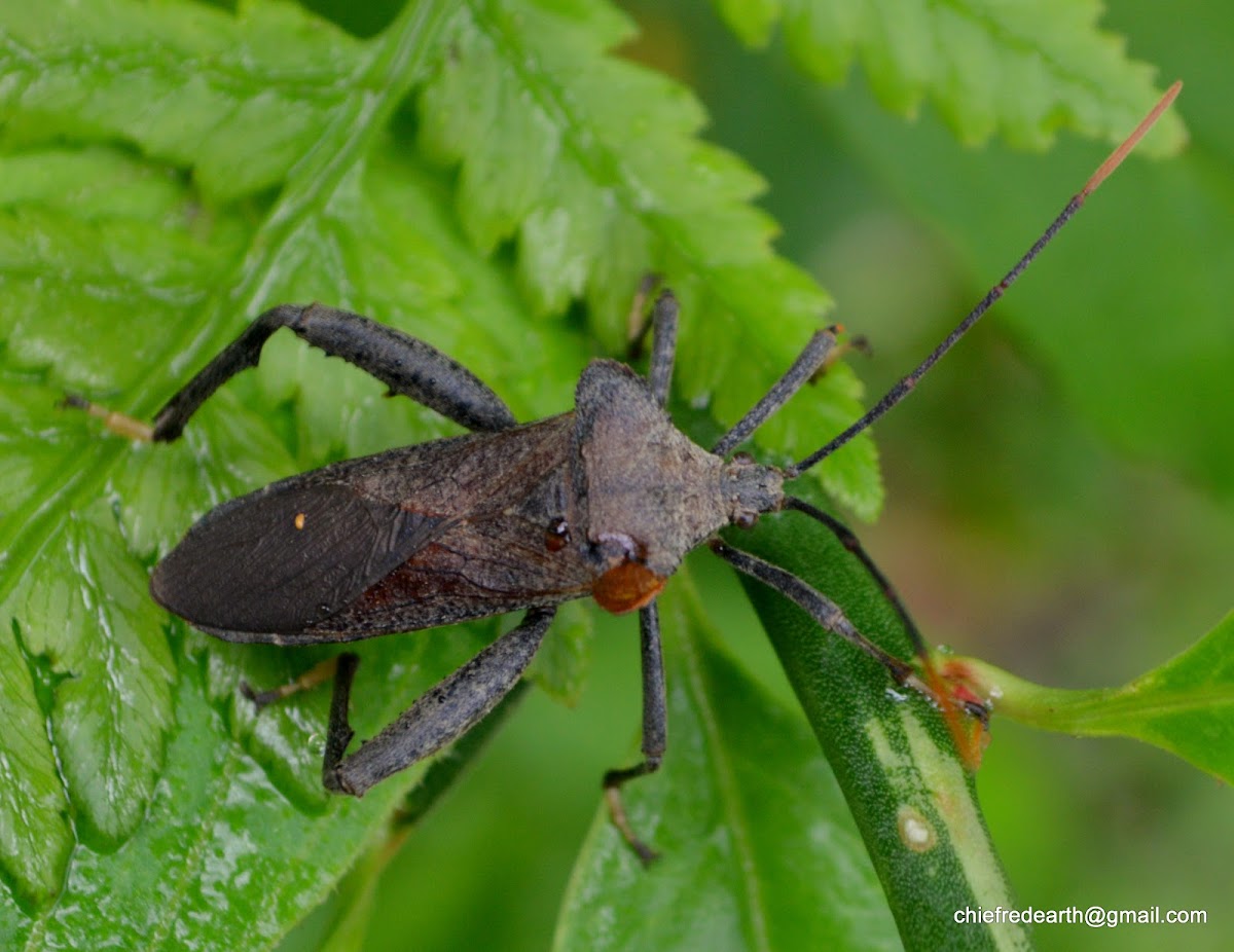 leaf footed bug