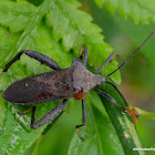 leaf footed bug