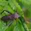 leaf footed bug