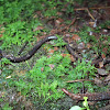 Veracruz Worm Salamander