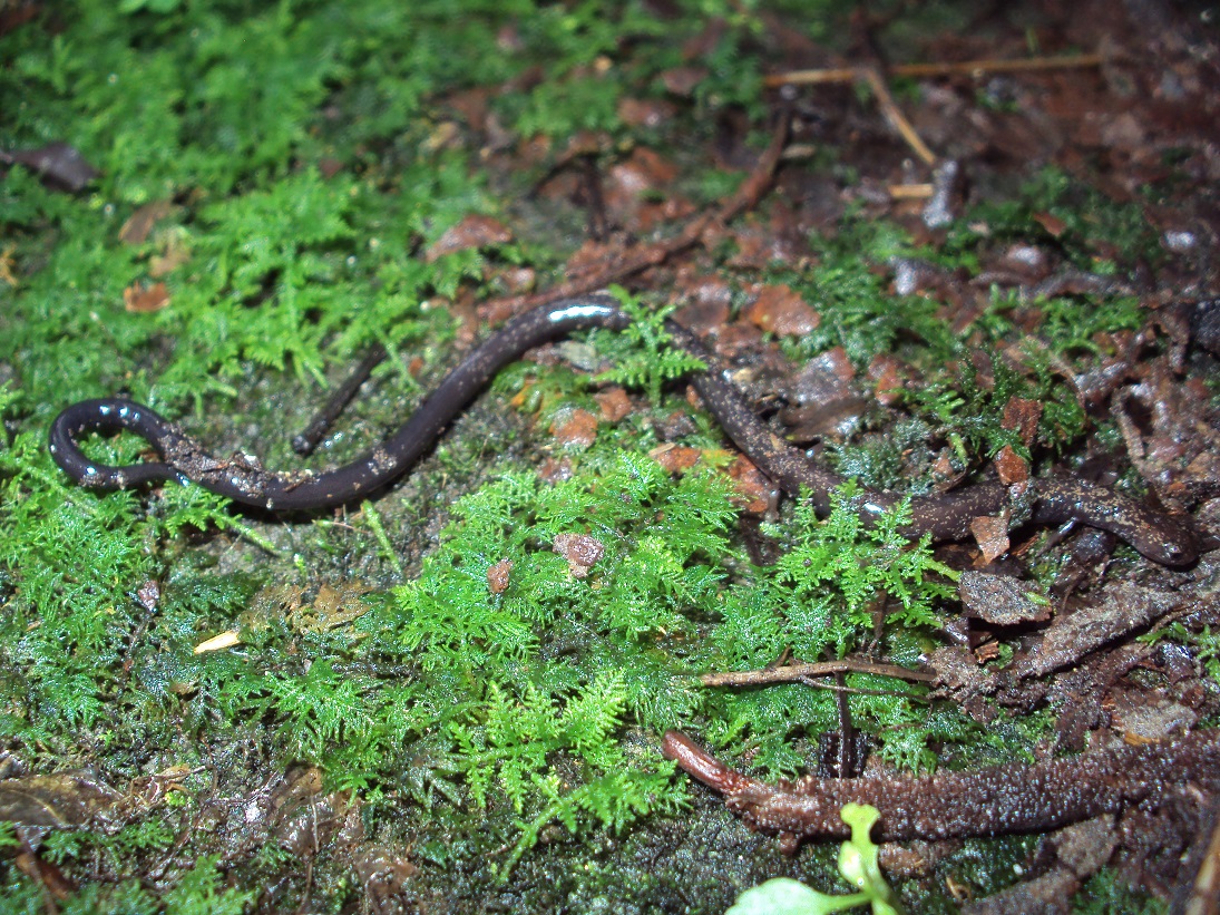 Veracruz Worm Salamander