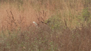 South Dakota Mule Deer thumbnail