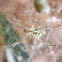 Orb weaver spider