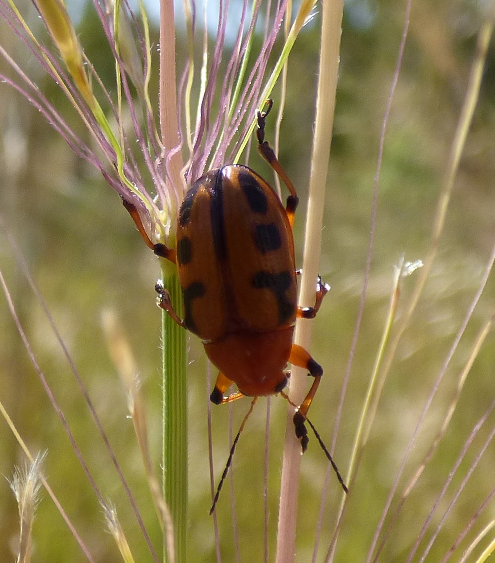 Swarming Leaf Beetle