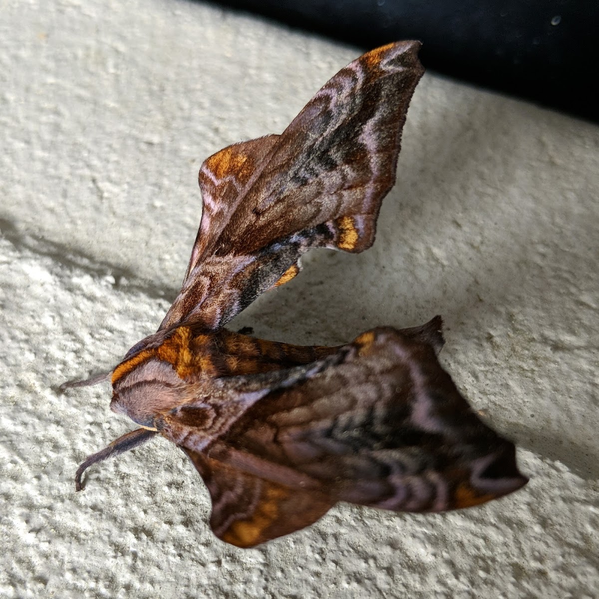 Small-eyed sphinx moth