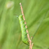 HawkMoth Caterpillar