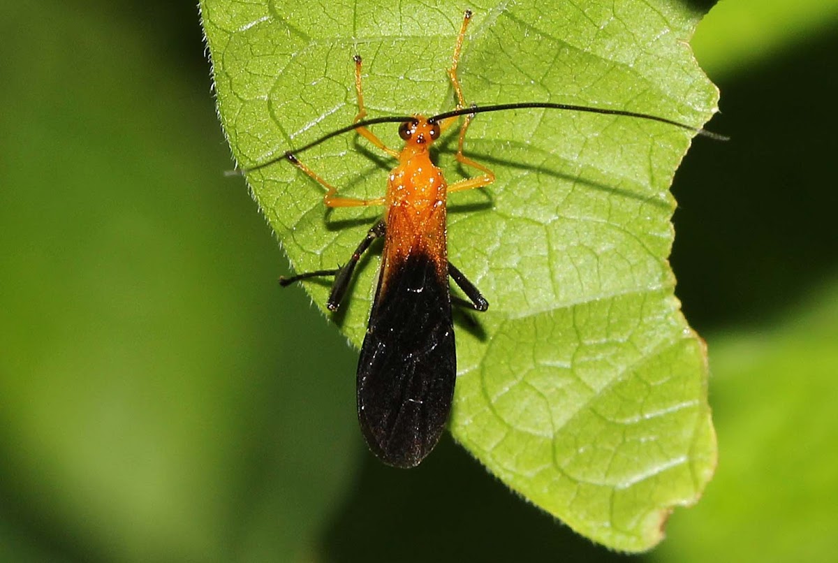 Net-winged Insect