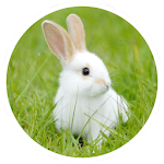 Cover Image of Скачать Rabbit breeding 1.1 APK