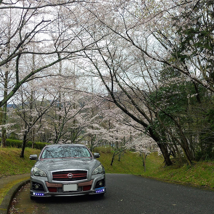 フーガの奈良県葛城市大字寺口地区・神々の宿る郷『かつらぎの森』・四季折々に撮りたくなるところ・土手にイイ感覚で植えてる桜🌸・桜と愛車に関するカスタム事例の投稿画像9枚目