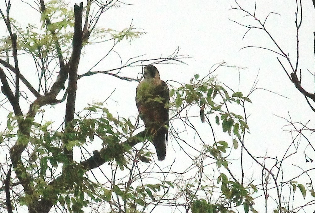 Shaheen Falcon