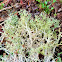 Cup lichen