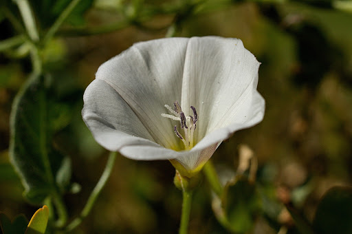 Convolvulus arvensis