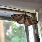 Bent-line Carpet Moth