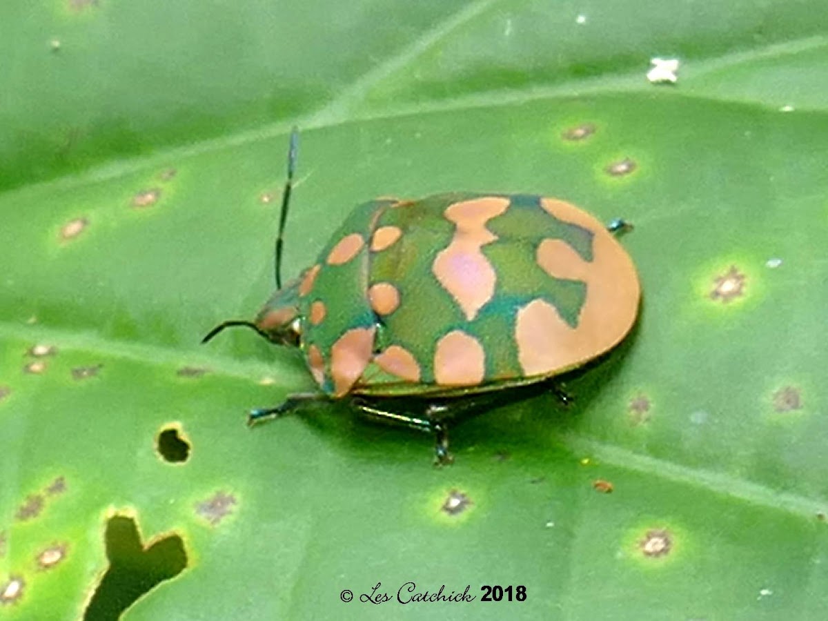 Torridus shieldbug