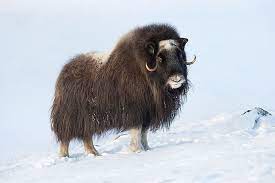 Animals That Live in the Tundra - WorldAtlas