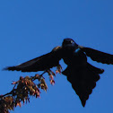 Common Grackle