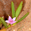 Shoreline Purslane