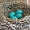 American Robin Hatchlings