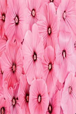 Baby Pink Flower Wallpapers