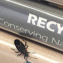 Boxelder bug