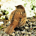 Golden-crowned sparrow