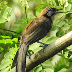 Greater Necklaced Laughing thrush