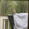 Mourning Dove