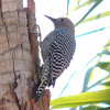 Gila Woodpecker     female