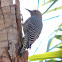 Gila Woodpecker     female