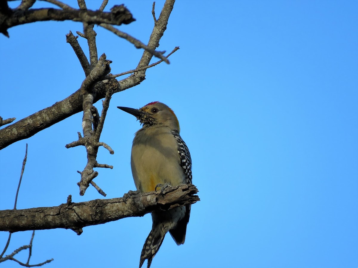 Golden-fronted Woodpecker