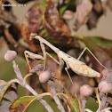 Carolina mantis