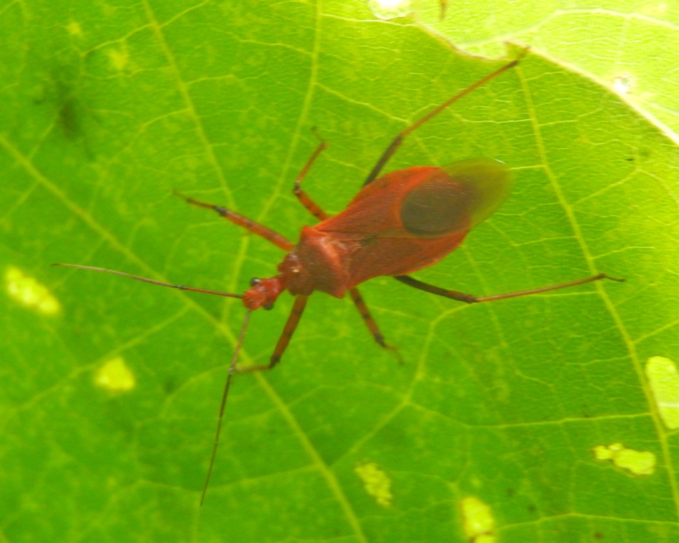 Assassin Bug