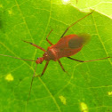 Assassin Bug