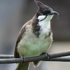 Red-whiskered bulbul