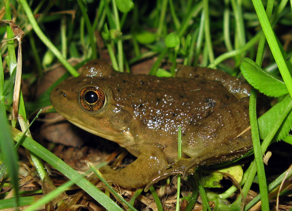 American Bullfrog