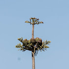 Norfolk Island Pine