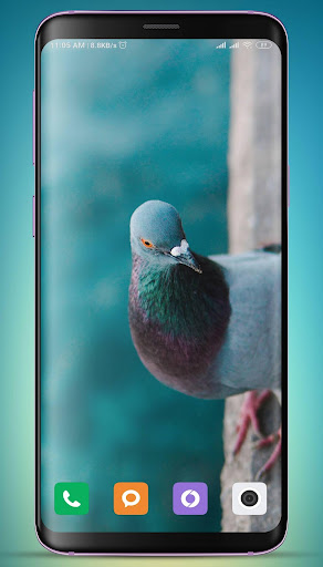 Pigeon Wallpaper HD