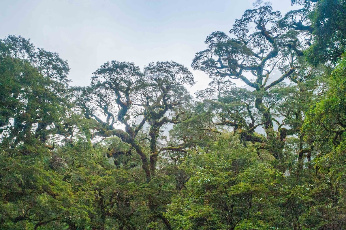 Cool trees - Fjordland National Park