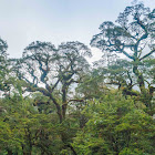 Cool trees - Fjordland National Park