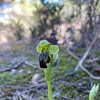 Orquídea abejera oscura