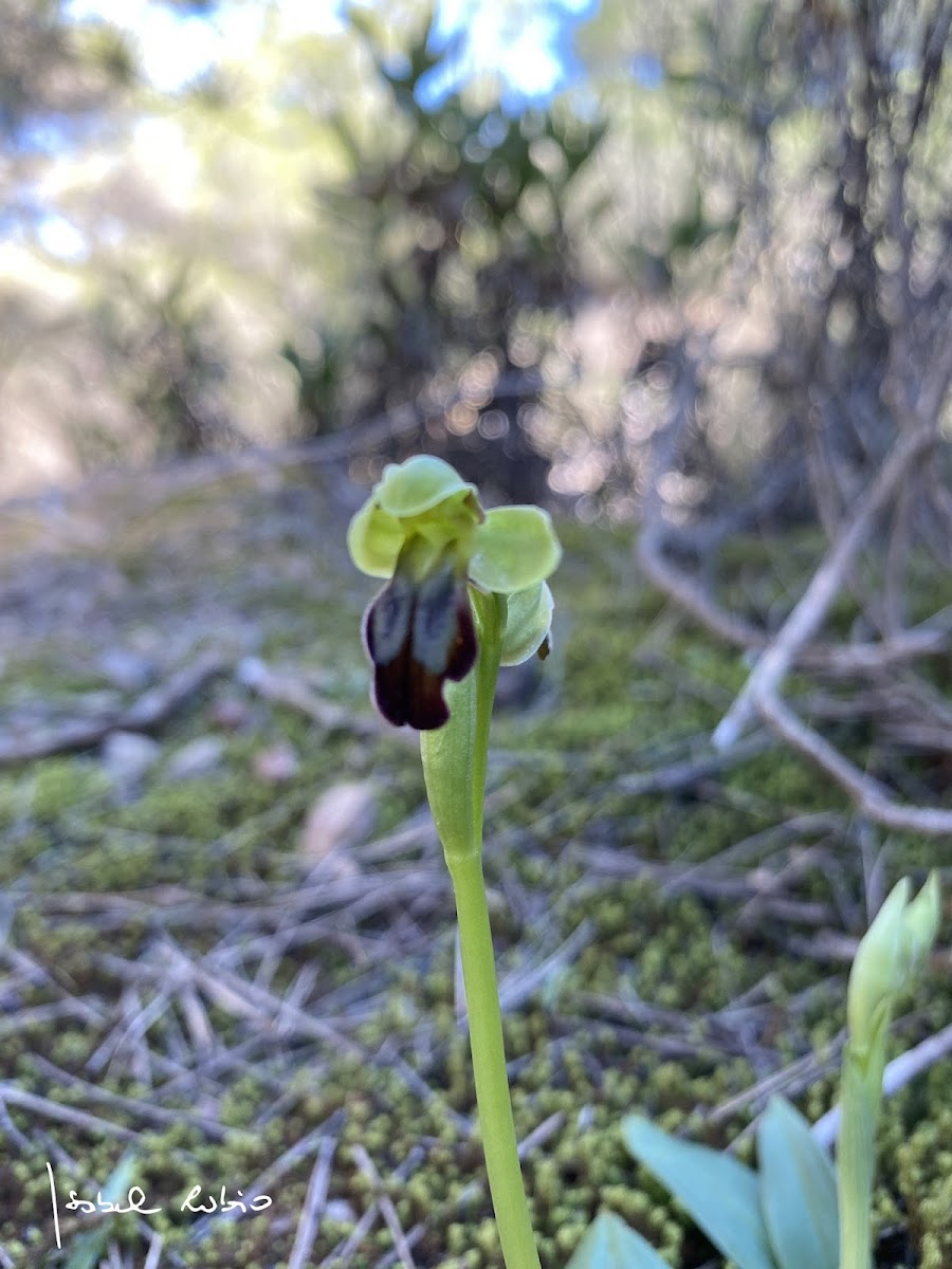 Orquídea abejera oscura