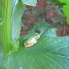 Copes gray tree frog