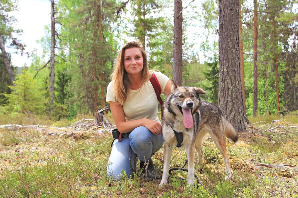 zweeds-lapland-in-de-zomer