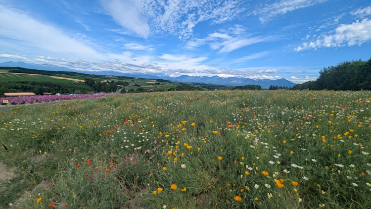 ku-roさんが投稿した北海道レンタカーの旅・かみふらの八景・白金青い池・四季彩の丘に関するカスタム事例の投稿画像7枚目