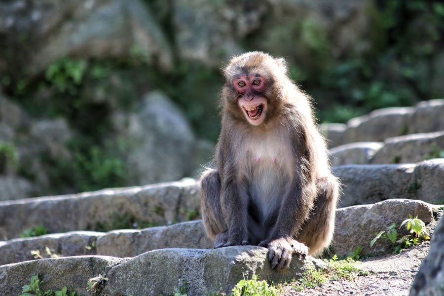 Beppu, Takasakiyama Monkey Park, małpy