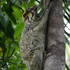 Colugo