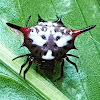 Spiny Orb Weaver